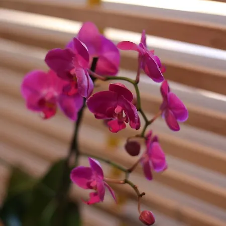 Bed & Atmosphere بيت ضيافة سبليت